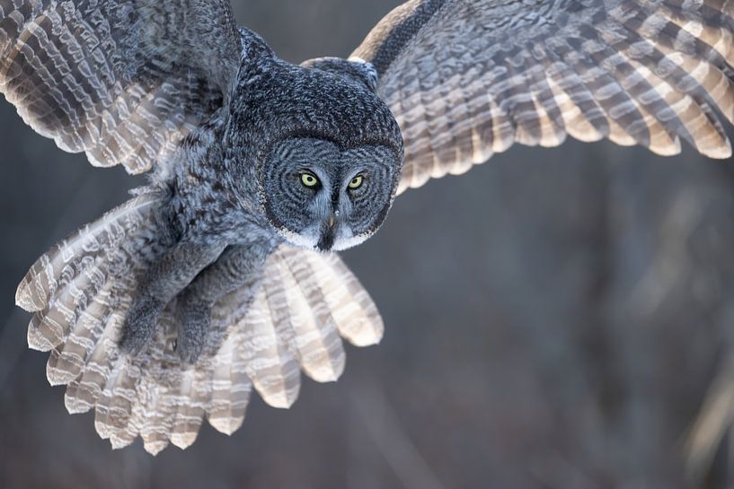 Up close, Portrait of a Great grey owl by Sven Scraeyen