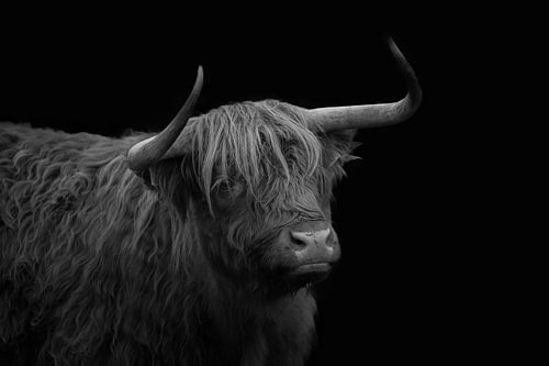 schotse hooglander