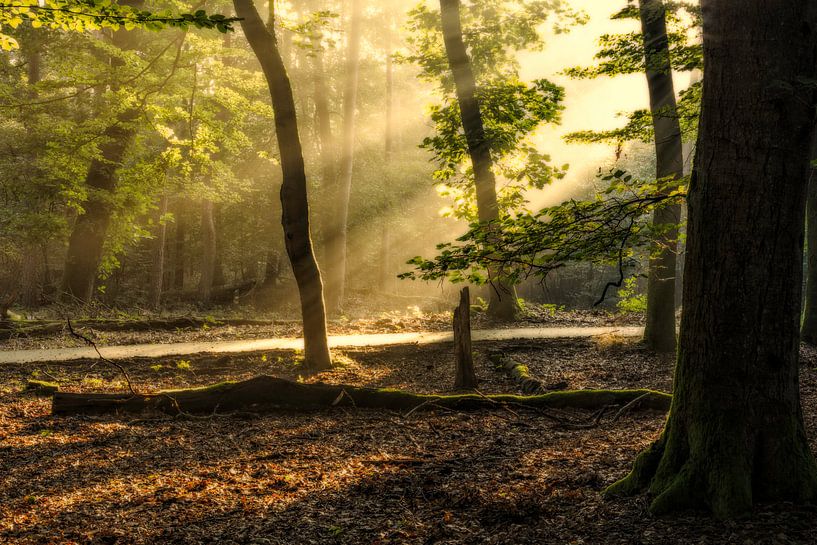 Wake up von Arjan van de Logt