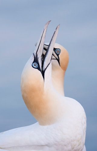 Triptych Gannets