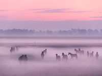 Horses in the fog