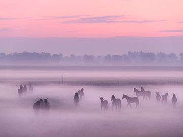 Paarden in de mist van Berny Schop