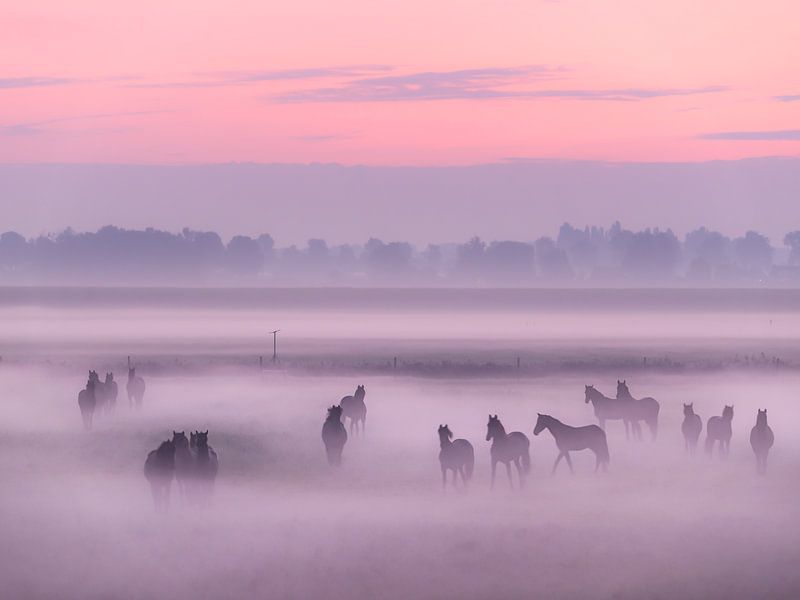 Horses in the fog by Berny Schop