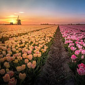 Tulpenveld Noord Holland van Rens Marskamp