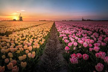 Tulip field North Holland by Rens Marskamp