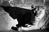 Rustende leeuwin werpt een donkere heldere schaduw en herhaalt het silhouet van haar hoofd, zwart-wi van Michael Semenov thumbnail