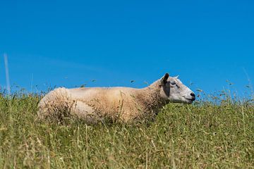 Schafe auf dem Deich in Terschelling von Mirjam Welleweerd