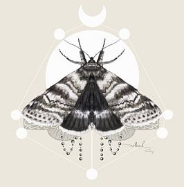 Moth by Nettsch .