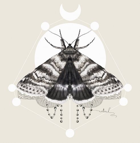 Moth