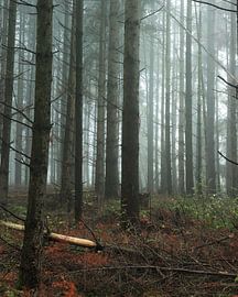 Mystischer Wald von Nick Isselman