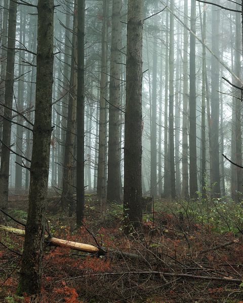 Forêt mystique par Nick Isselman