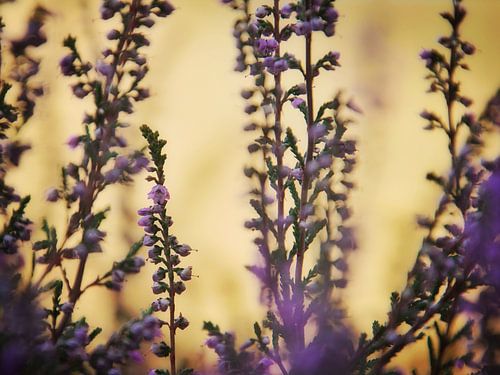 Bruyère violette