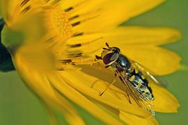 Großes Komma Schwebfliege von Petra Vastenburg