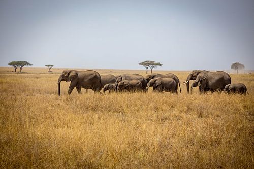 Kudde olifanten op de Serengeti
