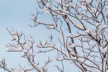 Winterse Zachtheid Takken in Sneeuw van Femke Ketelaar