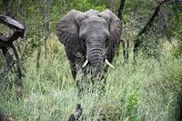 Elefant im Krüger-Nationalpark