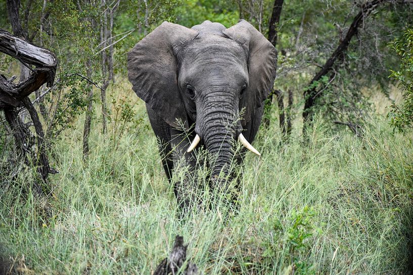 Eléphant dans le parc national Kruger par Jeroen Lugtenburg