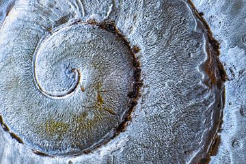 Spiral patter on of snail shell, golden ratio, macro shot by pixxelmixx