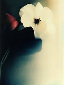 Echos der Blüte