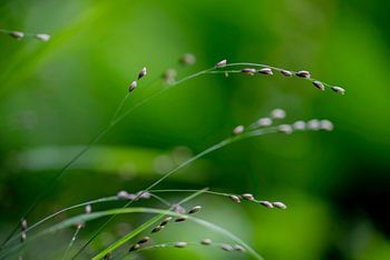 Pearl grass - detail