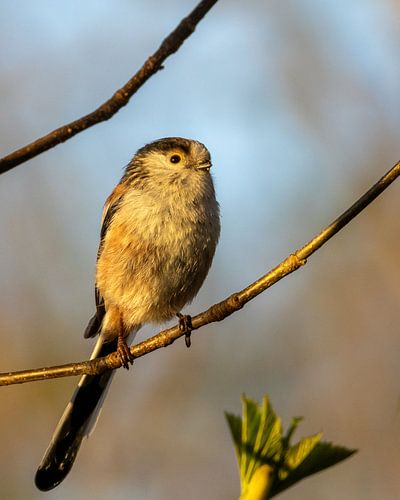 Élégance graphique : la mésange à longue queue