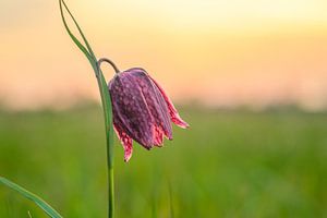 Snake's Head Fritillary close up in a meadow during sunset