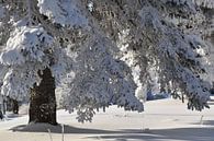 A spruce tree frosted after the storm by Claude Laprise thumbnail
