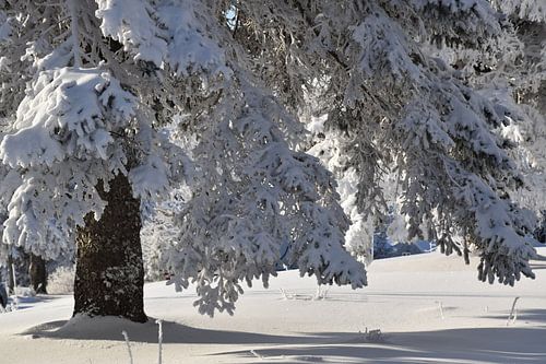 Een sparrenboom berijpt na de storm