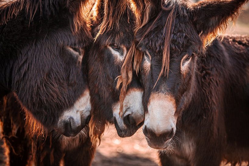 Cuddling French Baudet de Poitou Donkeys | Fine-Art | Animal by Madinja Groenenberg