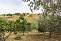 Olivenhain in Molise, Italien