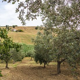 Olivenhain in Molise, Italien von Cheryl Zethof