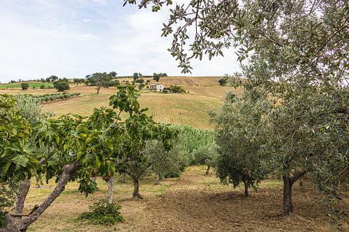Olive grove of Molise, Italy