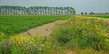 Wilde bloemen in Groningen