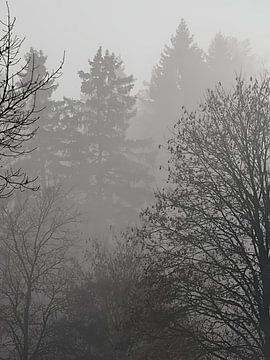 Arbres dans le brouillard sur Seli