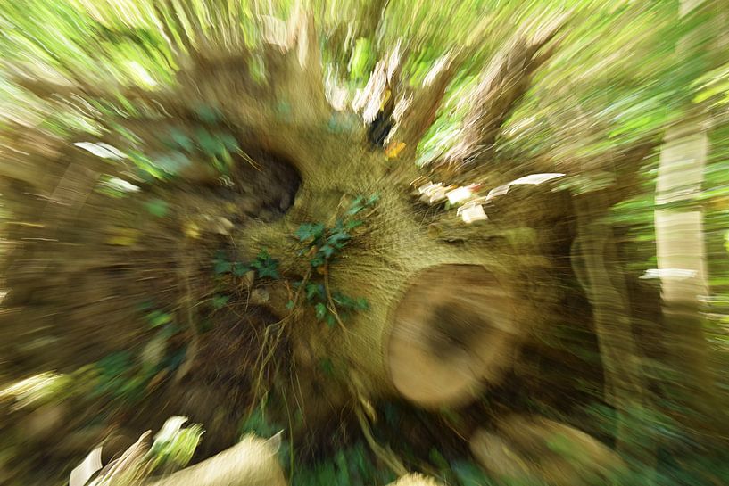 Tree stump by Huub Westendorp