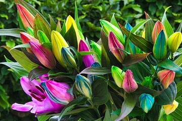 Regenbogenfarbene Lilien von Jolanda de Jong-Jansen
