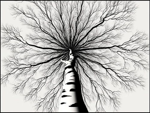 Dynamic birch beauty