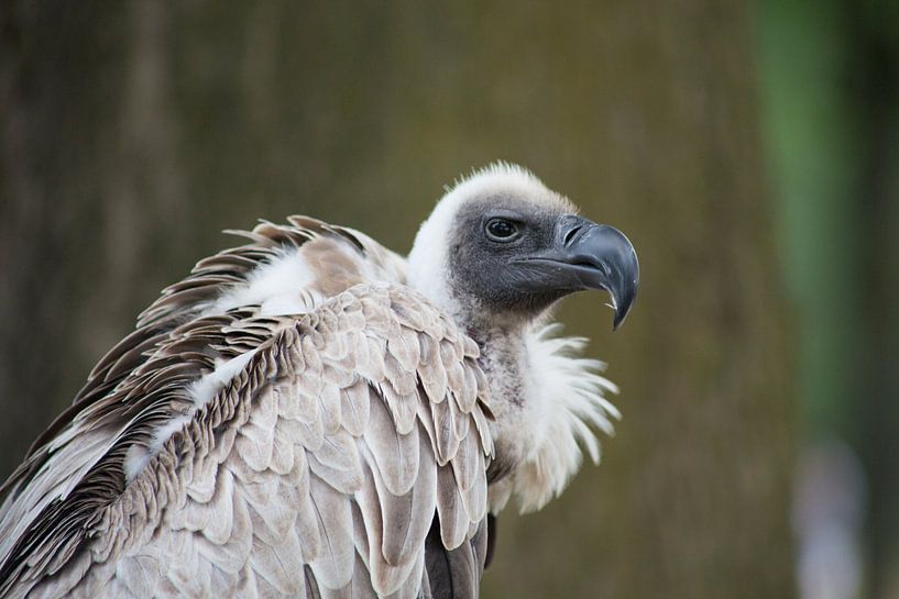 bird of prey by marijke servaes