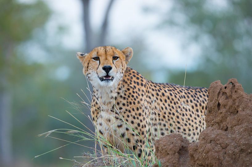 guépard par Robert Styppa