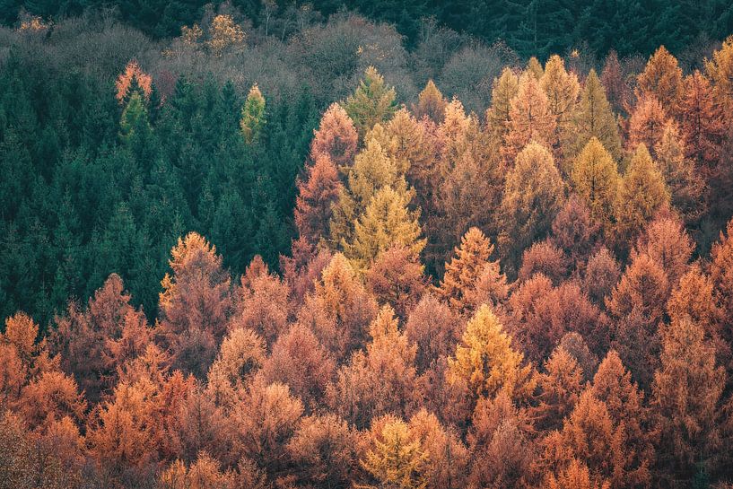 Indian summer by Joris Machholz