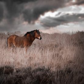 Isländisches Pferd auf der Posbank von Kim van Beveren