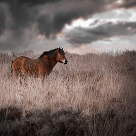 Cheval islandais sur le posbank sur Kim van Beveren