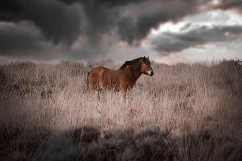 Cheval islandais sur le posbank sur Kim van Beveren
