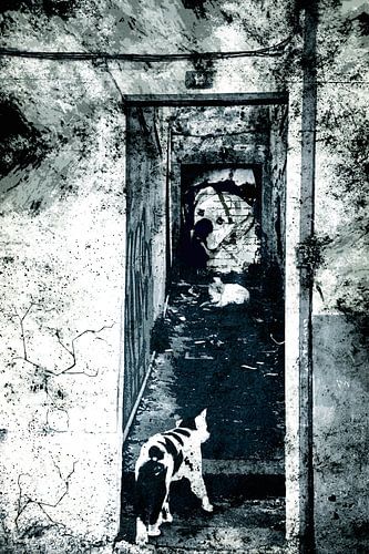 Stray cats in an alley by Nannie van der Wal