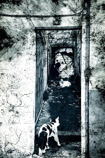 Chats errants dans une ruelle par Studio Mirabelle