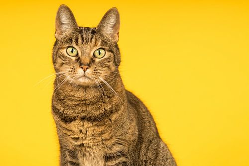 Portret van een tabby kat met gele achtergrond