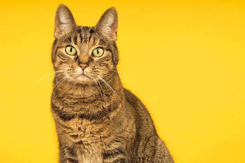 Porträt einer getigerten Katze mit gelbem Hintergrund von Leoniek van der Vliet