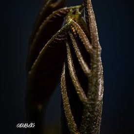 Roland Kemp photo de profil