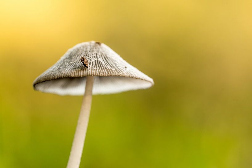 Herfst in Nederland par Hans Lunenburg