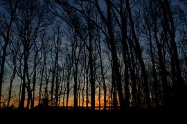 Sunrise in the forest